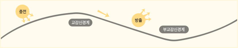 충전 교감신경계 방출 부교감신경계